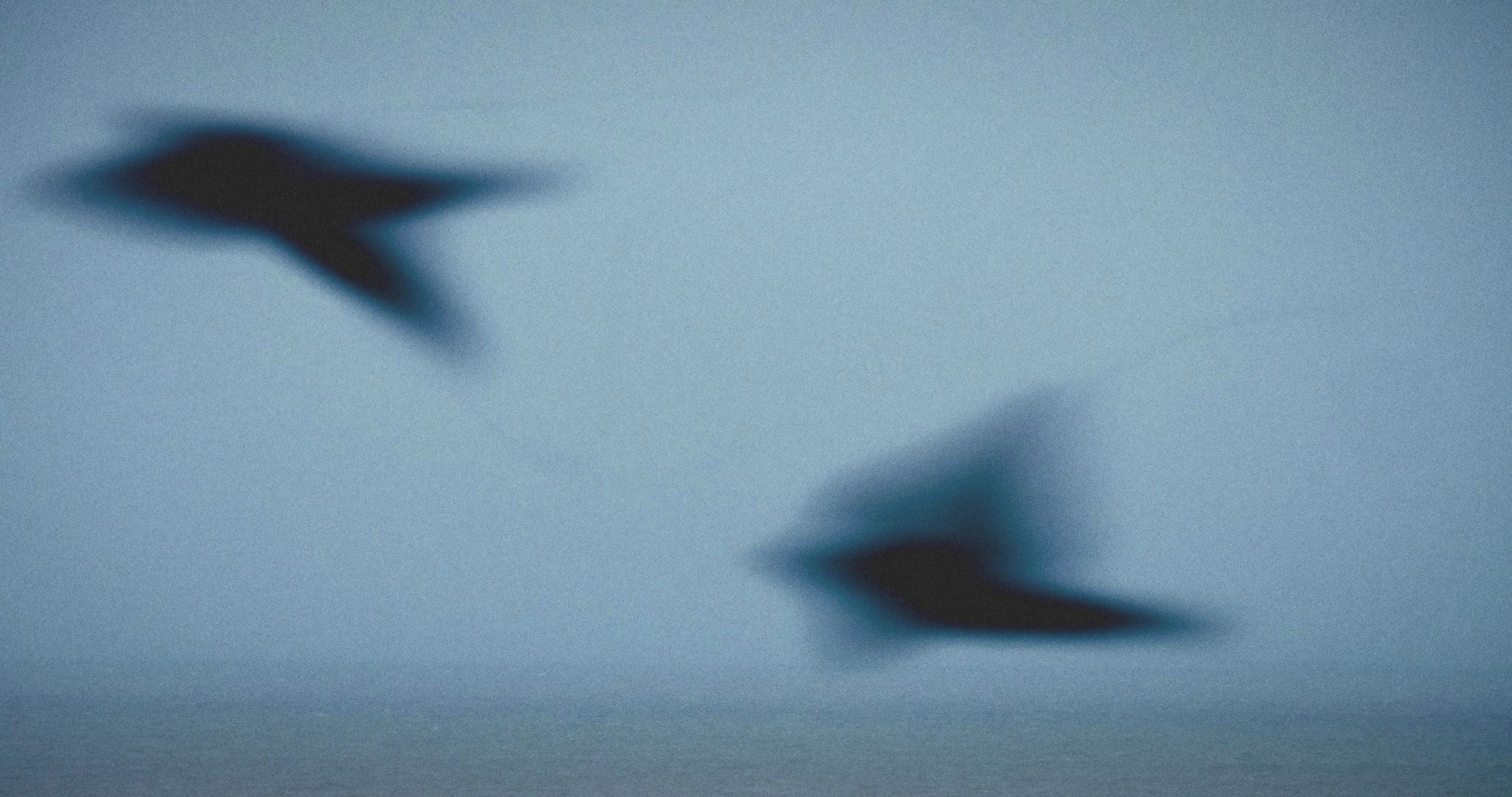 Two dark, blurred birds in flight against a pale grey-blue sky above a still sea.